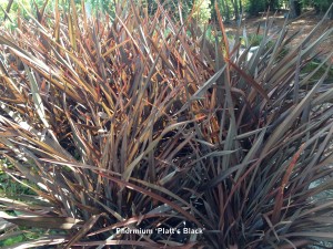 Phormium 'Platt's Black'  